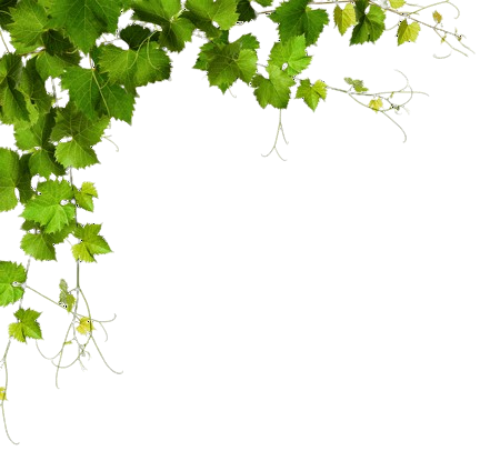 Green Leaf Background